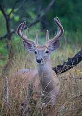 White-tailed deer buck on an early morning with velvet antlers in summer in Canada