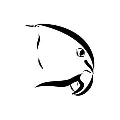ringed parrot, vector sketch
