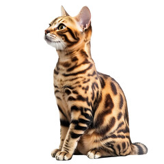Majestic Bengal Cat Portrait Sitting Isolated on White Background