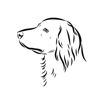 munsterlander, vector sketch