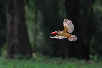 The stork-billed kingfisher flying in the forest.