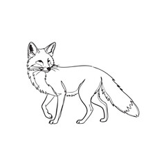 Obraz premium Line art illustration of a red fox walking with its tail up on a white background animal wildlife