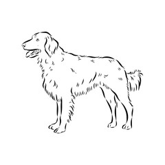Fototapeta premium munsterlander, vector sketch
