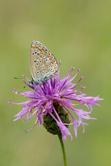 Common blue butterfly, Polyommatus icarus female sitting on a blooming thistle flower, close up