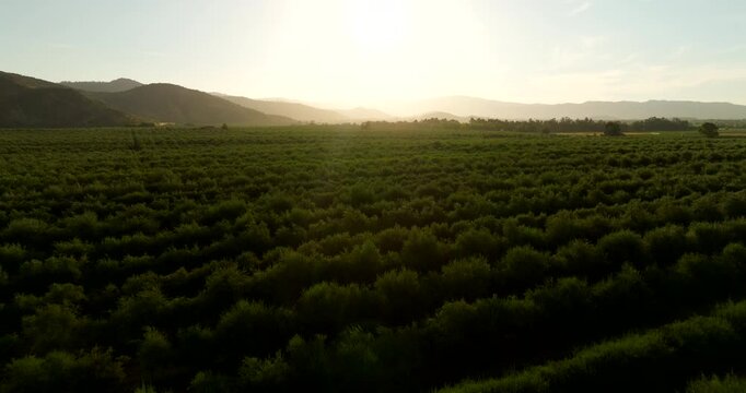 Olive orchard at sunset, rows of olive trees with mountains in background, Chile. Aerial forward