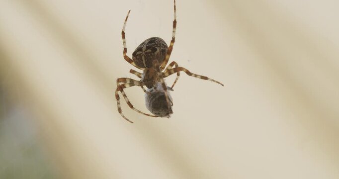 Close-up of a spider holding a bee wrapped in silk inside its web, resting still after catching its prey.