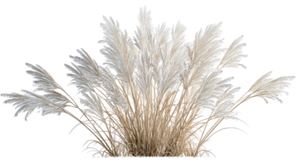 Silver grass plant thriving with tall ornamental blades creating a natural botanical foliage illustration isolated on white background