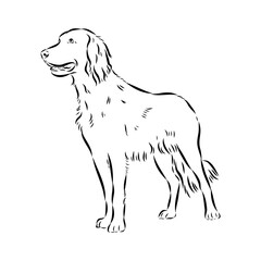 munsterlander, vector sketch