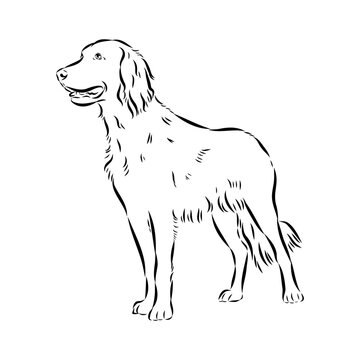 munsterlander, vector sketch