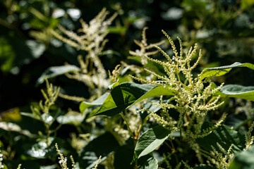 jakiś fajny kwiat w moim ogrodzie 