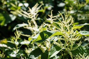 jakiś fajny kwiat w moim ogrodzie 