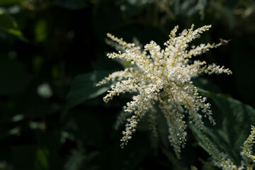 jakiś fajny kwiat w moim ogrodzie 