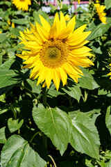 żółte słoneczniki w moim ogrodzie  © rob