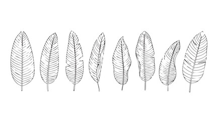 A collection of delicate feather silhouettes in a row