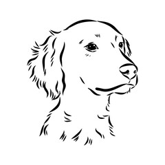 Fototapeta premium Razini's stork, vector sketch