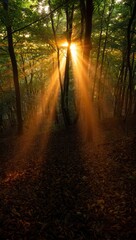 Obraz premium Enchanting sunbeams piercing a forest canopy on a leaf-strewn floor, ideal for nature wallpapers, meditation apps, or serene landscape art.