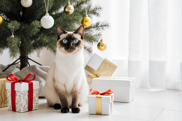Cute Siamese cat with blue eyes sitting next to a decorated Christmas tree and gift boxes