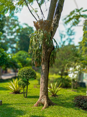 A lush garden with a tree hosting a staghorn fern on its trunk, surrounded by trimmed shrubs, green grass, and ornamental plants in bright daylight. © Camellia .