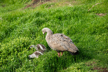 Cape Barren Goose with Goslings in Green Grass