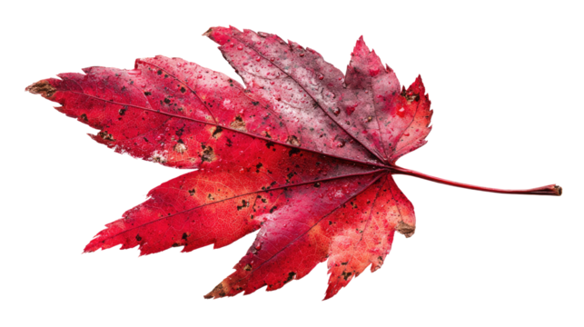 Single Autumn Red Leaf on Transparent Background for Seasonal Design, Nature Decoration, Eco Projects and Illustrations on white background