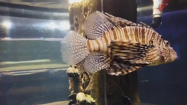 Lionfish, Red Lionfish. Video Clicked at VGP Marine kingdom, Chennai, Tamil Nadu, South India, India