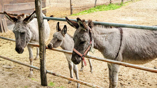 Shaggy-eared donkeys linger by rustic fence, evoking pastoral tranquility, perfect for World Animal Day or an agritourism escape