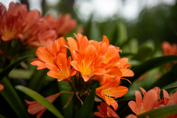 Bright Orange Clivia Flowers in Bloom