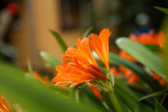 Orange Clivia Flowers in Garden Setting