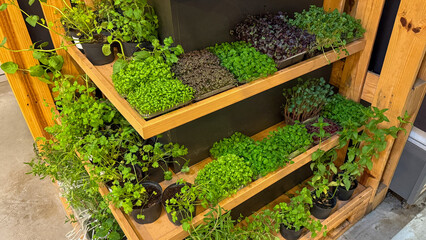 Verdant microgreens cascade from wooden shelves, evoking urban gardening bliss and International Permaculture Days sustainable cultivation dreams