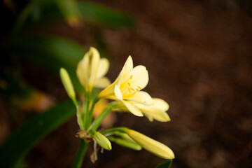 Delicate Yellow Clivia Lily in Bloom