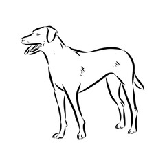 Blue lacey, dog, vector sketch