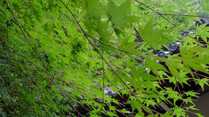 Looking up at the gradient of blue autumn leaves