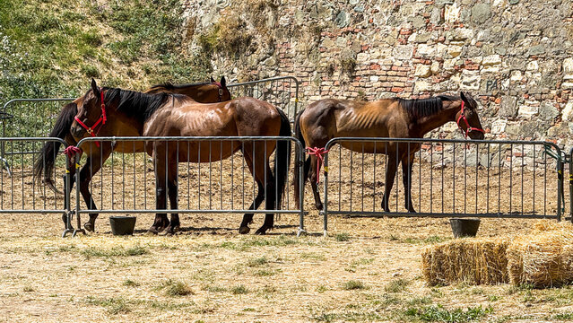 Majestic brown horses rest in rustic paddocks, echoing medieval fair vibes and the whimsical Latvian Jani festival