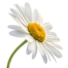 Fototapeta premium White Daisy Flower in Bloom