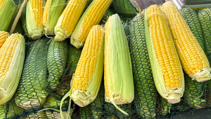 Golden corn cobs bask in summer's rustic harvest, reminiscent of Lughnasadh celebrations and Midwestern roadside market traditions