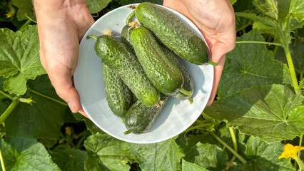 A pair of sunlit hands cradle a plate of gleaming cucumbers, celebrating Pickle Day amidst verdant...