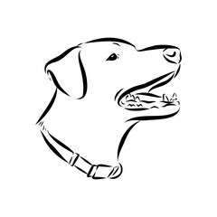 Blue lacey, dog, vector sketch