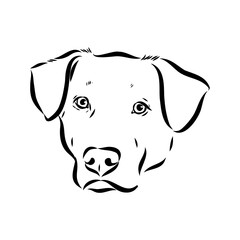 Blue lacey, dog, vector sketch