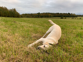 Joyful Labrador frolics on verdant meadow, embodying canine bliss and pastoral serenity, perfect for Dog Appreciation Day or Earthy Relaxation Fest