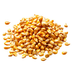 Premium Corn Seeds for Professional Maize Planting & Grain Production