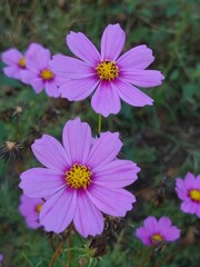 Obraz premium pink cosmos flower