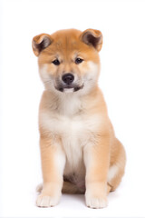 A charming Shiba Inu puppy, with its alert expression and plush coat, sits against a clean white background, radiating warmth.