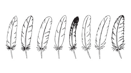 Collection of detailed quill feathers displayed in artistic line art style silhouette