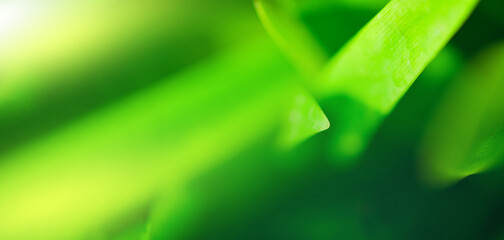 Natural green leaves plants using as spring background cover page greenery environment ecology lime green