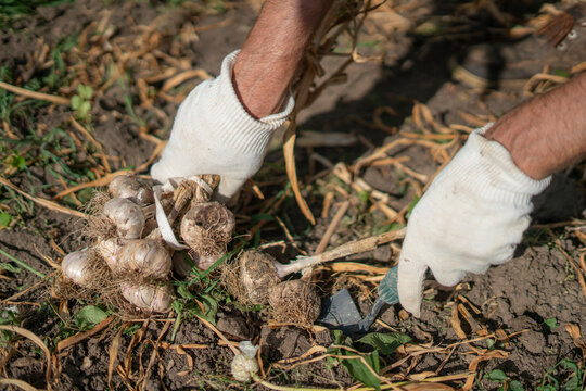 Hands carefully pull up freshly harvested garlic bulbs from the soil in a garden, showcasing the earthy environment and the gardener's attention to detail. - Powered by Adobe