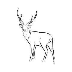 Axis the deer, vector sketch