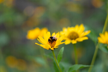 A bumblebee is busily pollinating bright yellow flowers in a lush garden on a sunny summer day, highlighting the importance of these insects in ecosystems.