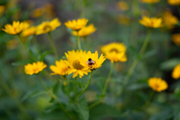 A bumblebee is busily pollinating bright yellow flowers in a lush garden on a sunny summer day, highlighting the importance of these insects in ecosystems.