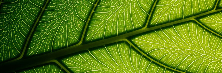 Leaf Vein Macro Abstract
