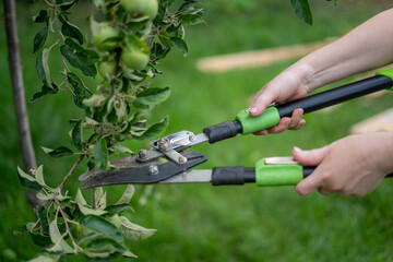In a bright garden, pruning shears are used to cut through a thick green branch, promoting healthy...